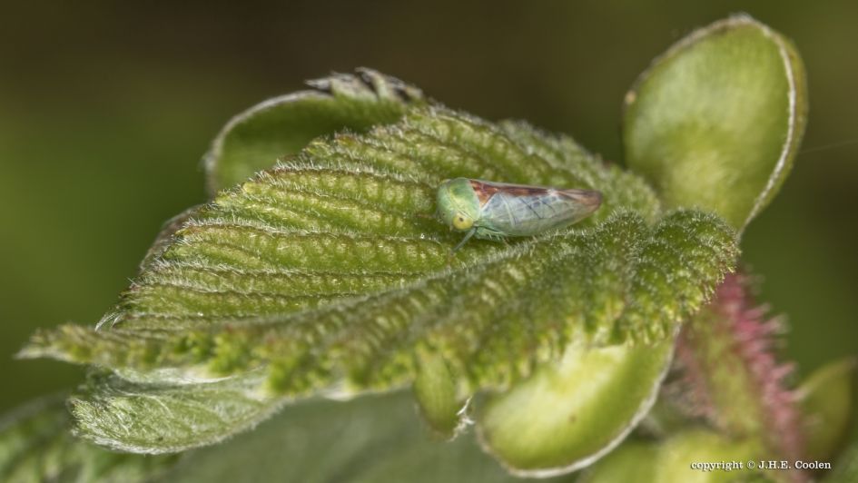 Cicade - Geleedpotigen - 